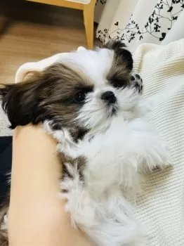 CoCo 様のお迎えした子犬