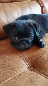 こてつママ 様のお迎えした子犬