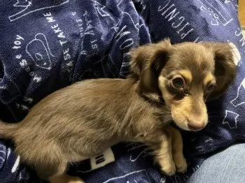 C.Y 様のお迎えした子犬