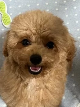 ka_ko 様のお迎えした子犬