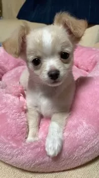 Maimai 様のお迎えした子犬