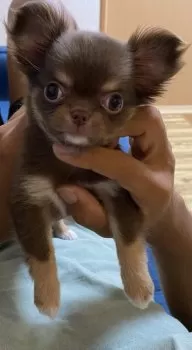 こしゅ 様のお迎えした子犬