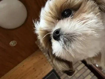 ひろみ 様のお迎えした子犬