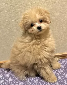 HANA 様のお迎えした子犬