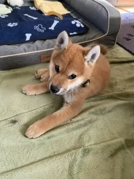 ふう 様のお迎えした子犬