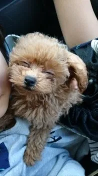 松村ライチ 様のお迎えした子犬
