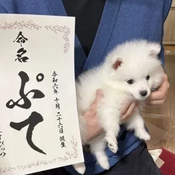 餅丸ぬい 様のお迎えした子犬