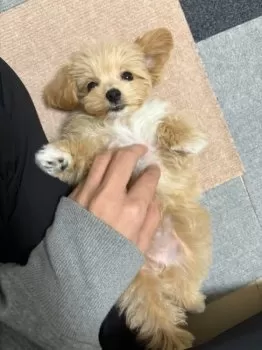 sa_yaka 様のお迎えした子犬