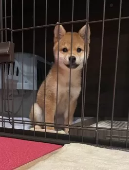 ひーちゃん 様のお迎えした子犬