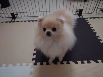 マサック 様のお迎えした子犬