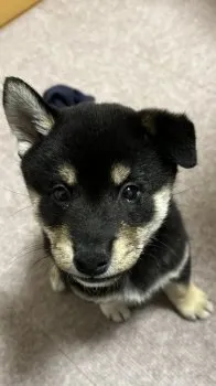 サム 様のお迎えした子犬