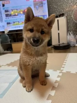 R.Y 様のお迎えした子犬