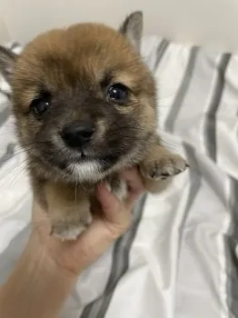 ちゅんこ 様のお迎えした子犬