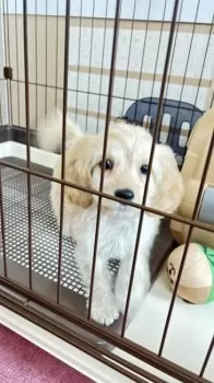 ちゃんこ 様のお迎えした子犬