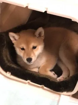 さくらこ 様のお迎えした子犬