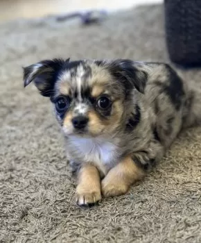 しーちゃん 様のお迎えした子犬