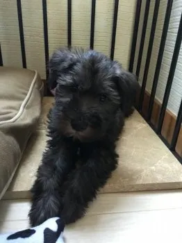 カイザー 様のお迎えした子犬