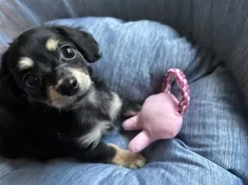 セシル 様のお迎えした子犬