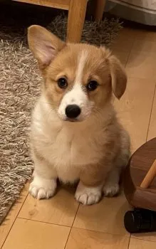 ランの家族 様のお迎えした子犬