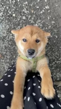 よこよこ 様のお迎えした子犬