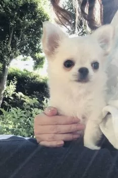 T.H 様のお迎えした子犬