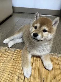 みどり 様のお迎えした子犬