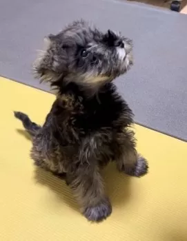 とうきち 様のお迎えした子犬