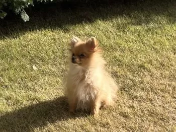 やま 様のお迎えした子犬