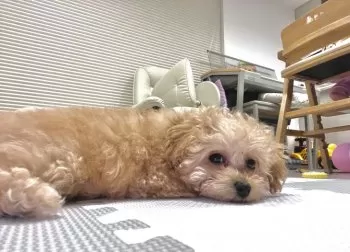 ゴリぽん太 様のお迎えした子犬