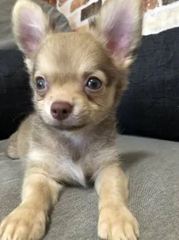 あーちゃん 様のお迎えした子犬