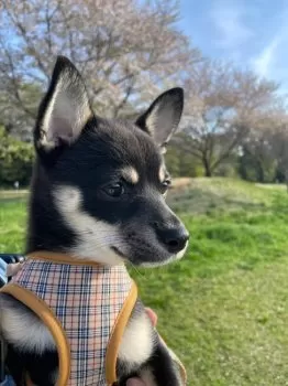 おかすけ 様のお迎えした子犬