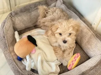 ぷーのすけ 様のお迎えした子犬