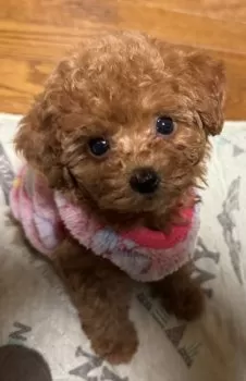 EMI 様のお迎えした子犬