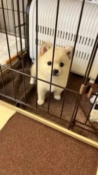 N 様のお迎えした子犬