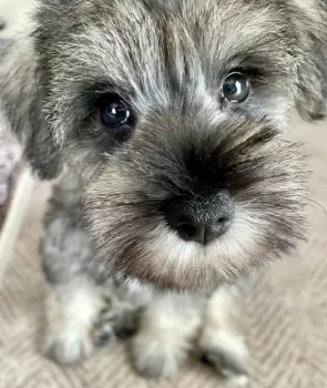 H.Y 様のお迎えした子犬
