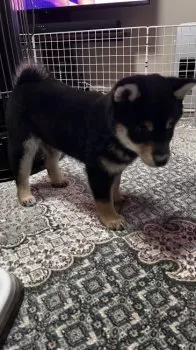 紋次郎 様のお迎えした子犬