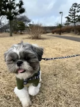 erk 様のお迎えした子犬