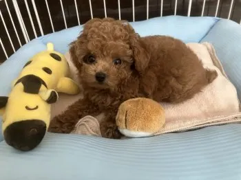 カイ 様のお迎えした子犬