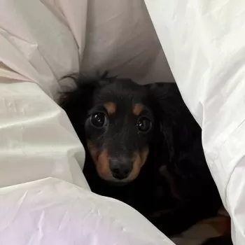 Y.R 様のお迎えした子犬