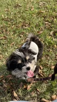 ゆう 様のお迎えした子犬