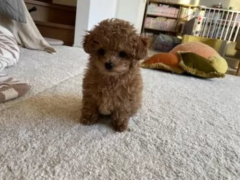 F.Y 様のお迎えした子犬