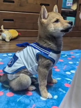 まの 様のお迎えした子犬