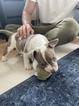 しん 様のお迎えした子犬