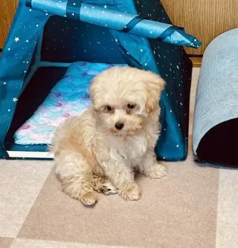 氷花家のココちゃん 様のお迎えした子犬