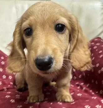 レミレミ 様のお迎えした子犬