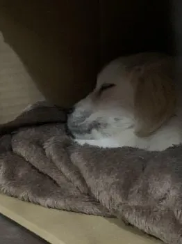 てこ 様のお迎えした子犬