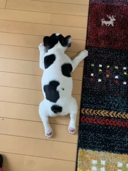 Ｍ 様のお迎えした子犬