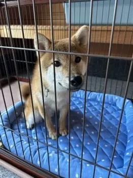 S.O 様のお迎えした子犬