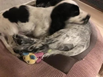 ともりん 様のお迎えした子犬