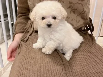 rina 様のお迎えした子犬